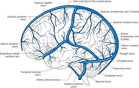 Superficial Middle Cerebral Vein An Overview Sciencedirect Topics