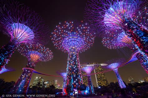 Supertree Grove At Night Photos Gardens By The Bay Singapore Print