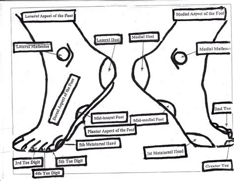 Anatomical Diagram Of The Foot Body Diagram Body Human