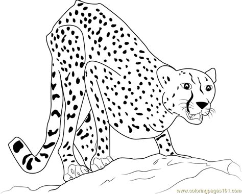Adult Cheetah Coloring Page For Kids Free Cheetah Printable Coloring