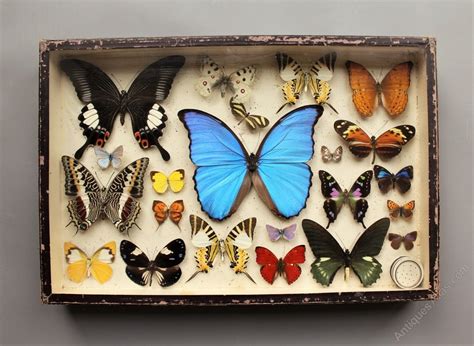 Antiques Atlas Scientific Butterfly Collection Taxidermy