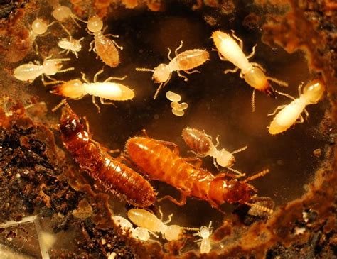 Hybrid Super Termites Could Emerge From Interspecies Swarms Nbc News