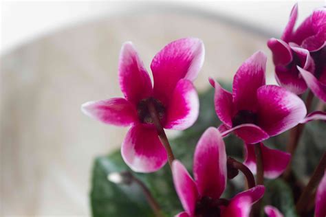 Check spelling or type a new query. How to Grow and Care for Miniature Cyclamen