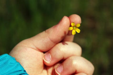 Banco De Imagens Mão Grama Plantar Folha Flor Pétala Dedo