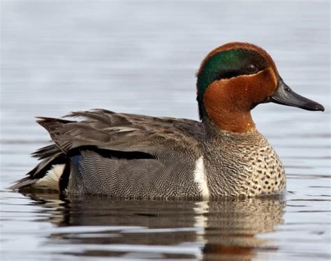 Green Winged Teal Songs And Calls Larkwire