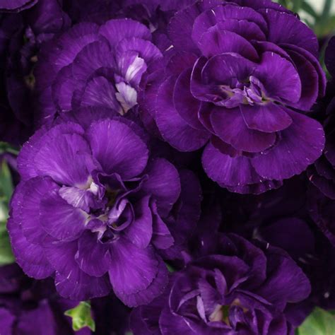Flower names that start with the letter a. Moonvelvet Deep Purple Mini Carnation Flowers