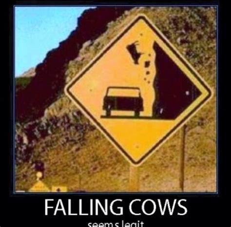 Falling Cows Funny Road Signs Laugh Funny Pictures