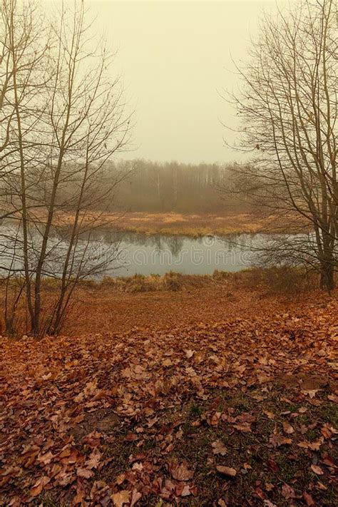 Foggy Sad Autumn Landscape With Fallen Leaves You Can See The River