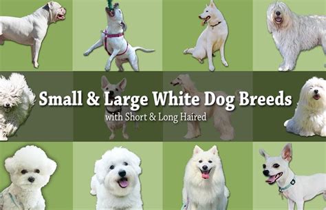 20 Small And Large White Dog Breeds Short And Long Haired