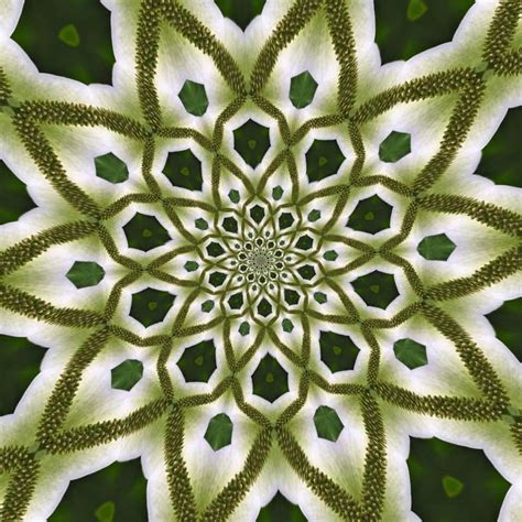 Peace Lily Mandala Digital Art By Jennifer Fox Fine Art America