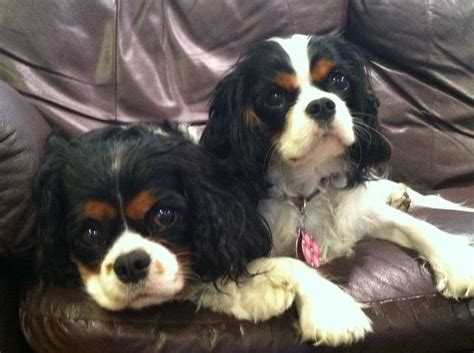 Parker Peyton Tri Color Cavalier King Charles Spaniels Relaxing And Cuddling On The Couch