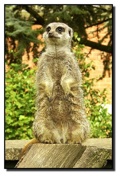 Meerkat A Meerkat Is A South African Mongoose They Often Flickr