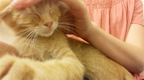 Lap Kitten Gets A Massage Youtube