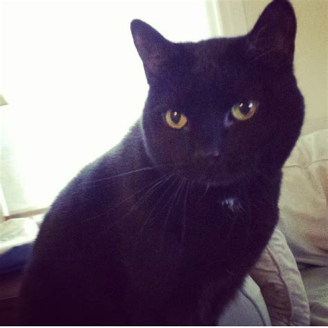 Reunited Black Cat Lost Near 1125 Main Street Waltham The Cat Connection