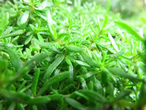 Bright Green Ground Cover Plant In The Sun Close Up Background