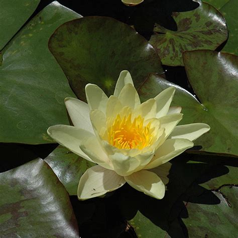 Buy Live Aquatic Hardy Water Lily Pre Grown Pre Rooted Hardy Water