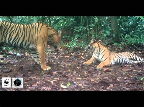 Don Lichterman Rare Tiger Courting Caught On Camera