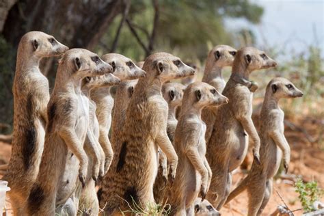 Group Of Meerkats Image Eurekalert Science News Releases