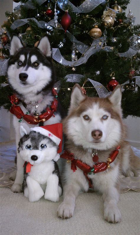 Kalihi And Maya Christmas 2011 Huskies Husky Siberianhusky Dogs