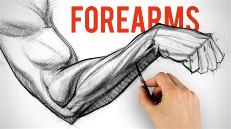 Forearm Muscles Drawing