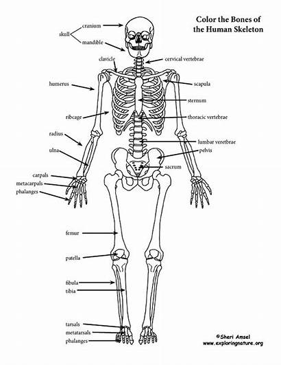 Skeleton Coloring Skeletal System Labeling Pages Pdf