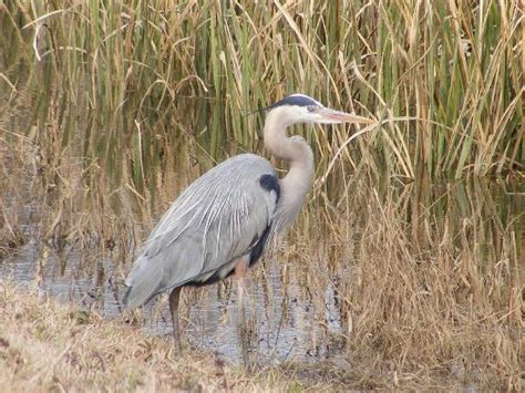 The savannah national wildlife refuge is a 31,551 acre (128 km²) national wildlife refuge located in chatham and effingham counties in georgia and jasper county in south carolina. savannah wildlife refuge - Picture of Savannah National ...