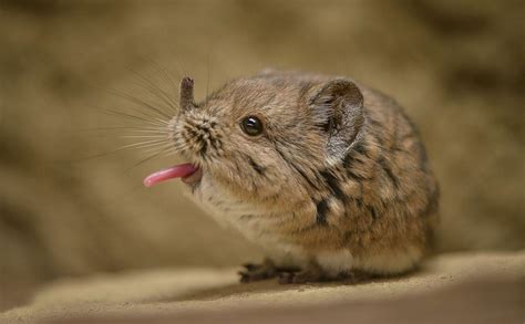 Elephant Shrews Are One Of The Fastest Small Mammals Having Been