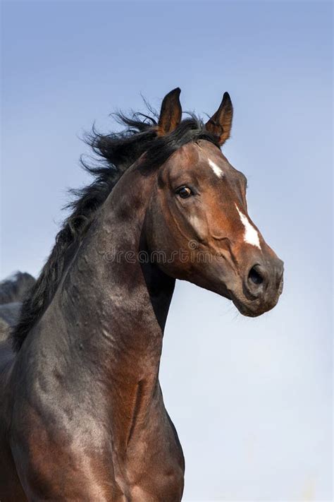 Portrait Of A Large Black Horse In Motion Stock Photo Image Of