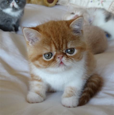 Exotic Short Hair Cats For Sale Exotic Shorthair Cats