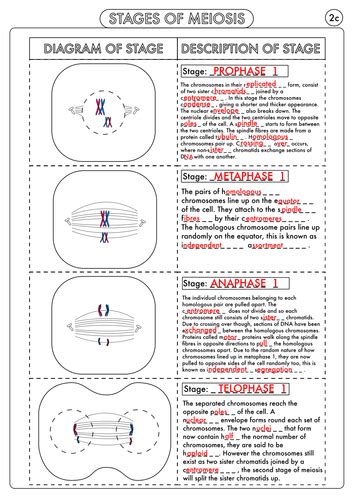 A Level Biology Meiosis Activity Teaching Resources