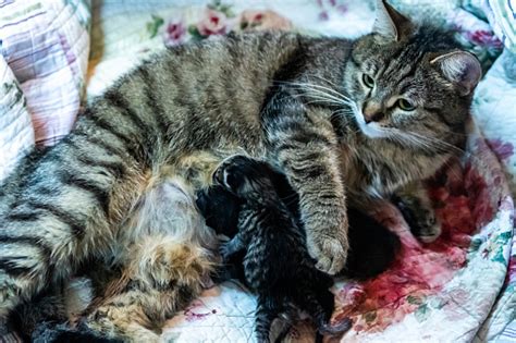 A Cat Is Giving Birth Stock Photo Download Image Now Istock