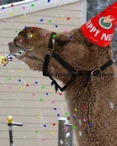 You are overly concerned about an unimportant issue in your real life. Hump Day Camel