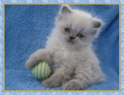 Find cats and kittens for sale, near you and across australia. Himalayan Kittens for sale - New Jersey - Blue Point One ...