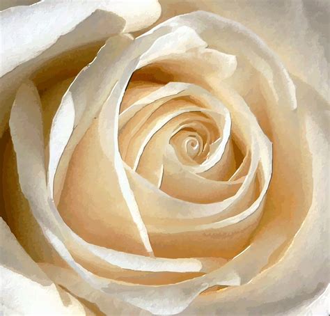 Rose White Free Stock Photo White Rose 17898