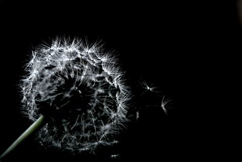 See more ideas about black and white, macro photography, photography. Free Images : black and white, dandelion, seed, flower ...