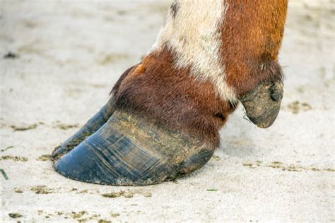 A Hoof Stock Photos Pictures And Royalty Free Images Istock