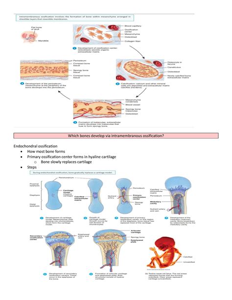 Biol235 Chapter 6pt3 Which Bones Develop Via Intramembranous