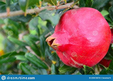 Ripe Red Pomegranate Fruit Hanging On A Tree Branch In The Garden