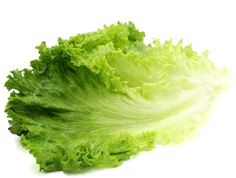 Green Leaf Lettuce Is The General Name Provided For Dozens Of Varieties