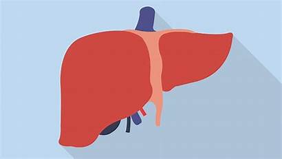 Liver Drawing Health Questions Should Why Know