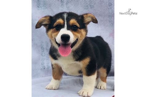 The welsh corgi is a loving and affectionate breed who will be a puppy at heart for its entire life. Jazzy The Auggie: Welsh Corgi, Pembroke puppy for sale ...