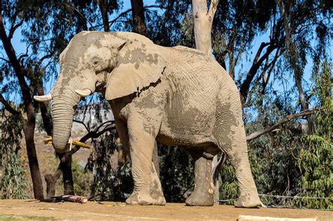 Welcome African elephant Msholo - Zoo Atlanta