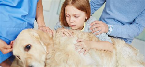 Cómo ayudar al niño a superar la pérdida de su mascota