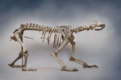 Now On Display An Ice Age Polar Bear Skeleton Found In A Laundry Room