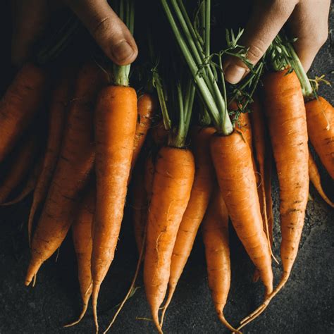 A Beginners Guide To Growing Carrots Indoors In 5 Easy Steps
