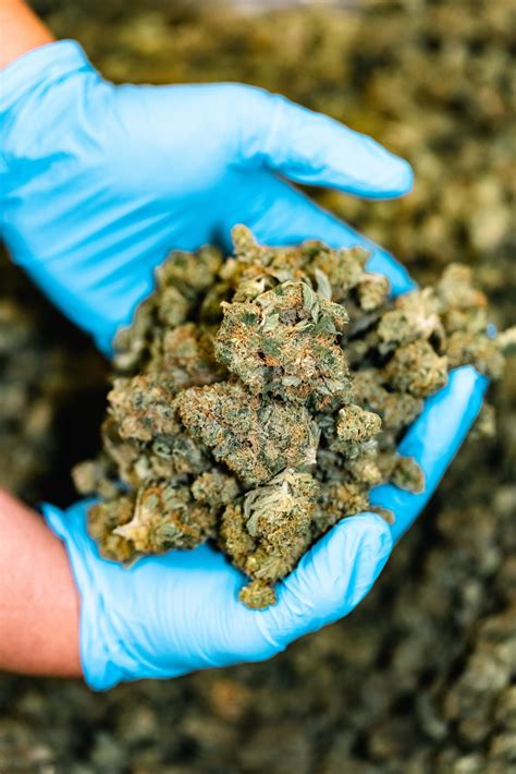 Our Cannabis Cultivation in Anchorage - Secret Garden