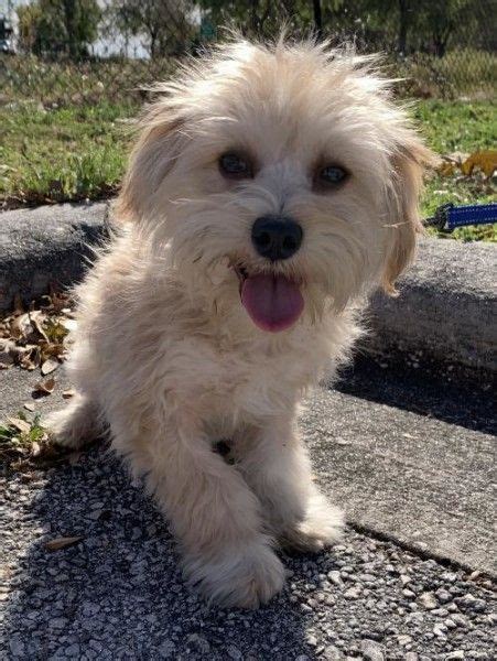 Maltese and Shih Tzu mixed Dog for Adoption in Sarasota, Florida
