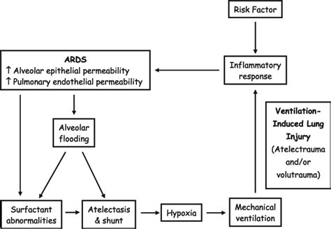Current Schematic Of The Pathophysiology Of Ards Download Scientific