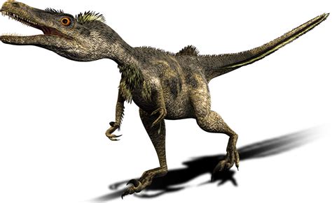 Velociraptor Dinosaur Wiki