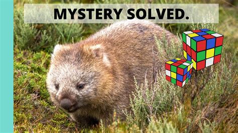 Wombats And Their Cube Poop How Scientists Solved The Mystery Youtube